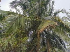 -东寨港红树林旅游区