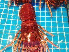 -新金盛·海鲜酒楼(盐田店)