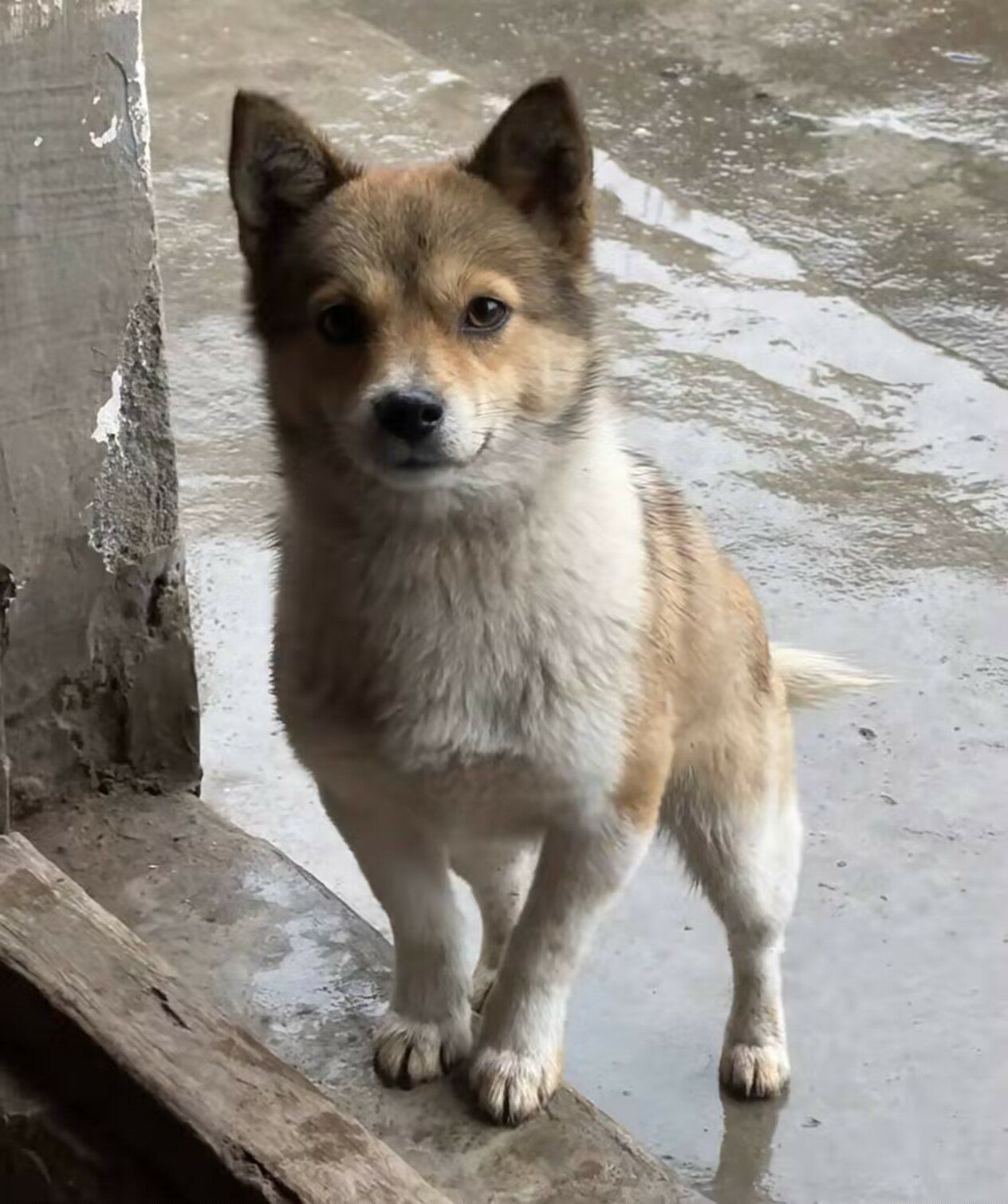 谁懂啊 农村的小土狗真的很可爱