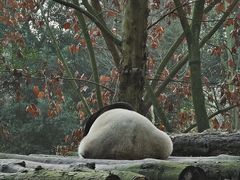 景点-都江堰中华大熊猫苑