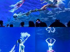 -海合安武汉极地海洋公园