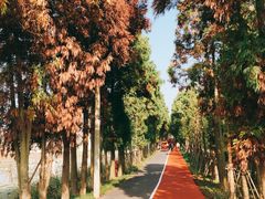 -上海长兴岛郊野公园