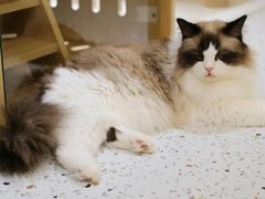 -猫域·湾主题猫咖·宠物吧(南坪城市广场店)