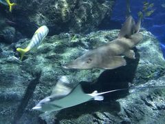 -暹罗海洋世界
