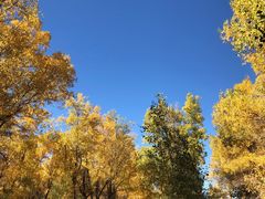 -金塔沙漠胡杨林景区