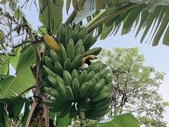 -云溪植物园