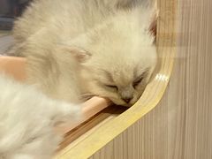 -屋虎猫馆(宝安大仟里店)
