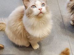 -飞行喵MR PILOT|猫舍·猫咖(静安大融城店)