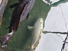-蓝湾碧波·老字号·疍家非遗海上餐厅