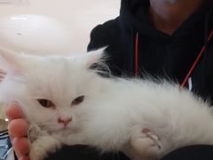 -猫腻·猫咖·撸猫馆(星光大道店)