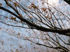 -高东镇樱花园