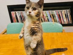 -猫色咖啡·猫咖