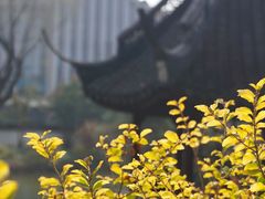 -上海醉白池公园