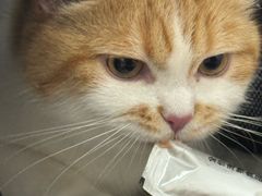 -北京观赏动物医院·24小时大型综合·猫专科·异宠专科