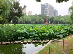 -陈家山荷花公园