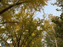 -三里屯东五街银杏大道