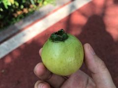 -仙湖旅游度假区