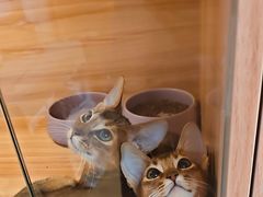 -猫十亿·布偶金渐层·曼基康矮脚猫舍(青年路店)