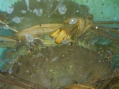 靓靓膏蟹，超爆膏，一流～～～-浪琴湾尾角仔海鲜坊