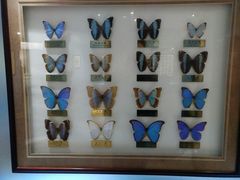 -上海昆虫博物馆