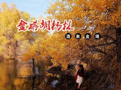 -金塔沙漠胡杨林景区