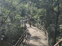 -野象谷景区