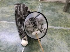 -伟伟宠物医院·CT影像中心·瑞派犬猫综合性门诊(汉口总院)