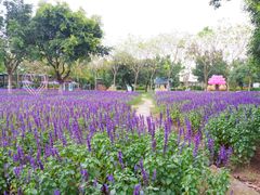 -广东花都香草世界旅游度假区