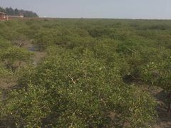 -北海金海湾红树林生态旅游区