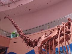 -陕西自然博物馆