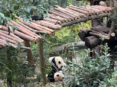 -成都大熊猫繁育研究基地