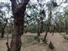 -北海金海湾红树林生态旅游区