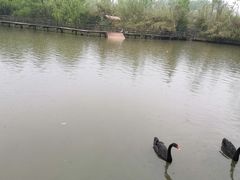 -溱湖国家湿地公园