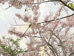 -白石龙音乐公园