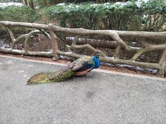 -黔灵山公园
