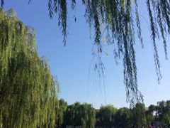 -百花洲