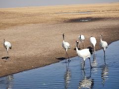 -黑龙江扎龙生态旅游区