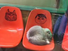 -猫咪博物馆(顶澳仔猫街店)