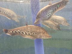 -沙沙哗啦海洋馆(华宇百花谷店)