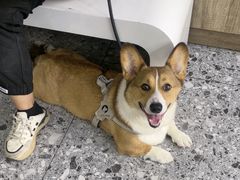 -萌兽医馆·绝育·24小时内科·宠物医院(德胜店)