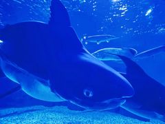 -多彩贵州城极地海洋世界