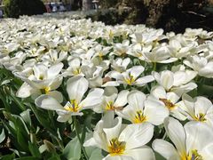 -上海鲜花港