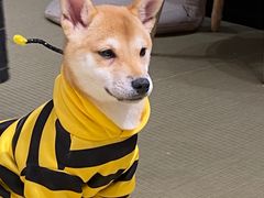 -逗柴咖啡屋·狗咖猫咖宠物桌游