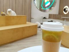 -瞄一喵猫咖(格力海岸店)