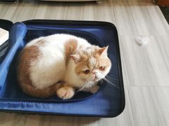 -美联众合动物医院(·中兽医·疑难杂症·严家桥分院)