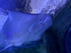 -悉尼海洋生物水族馆