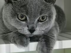 -东方名猫馆·英短金渐层布偶猫舍(环线广场1号楼店)