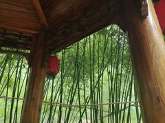 -合肥滨湖国家森林公园