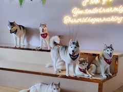 -Husky Go! 哈士奇体验馆·宠物咖啡厅狗咖