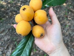 -塘栖枇杷特色园区